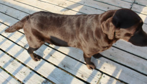 Samadam's Maeghan who will have chocolate, yellow and black babies she's due in about 3 weeks.